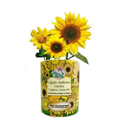 Sunflower Garden in Eco-Friendly Grocan